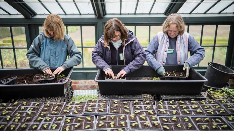 Volunteers re-potting geranium seedlings into plug trays in the nursery at Wimpole Estate, Cambridgeshire